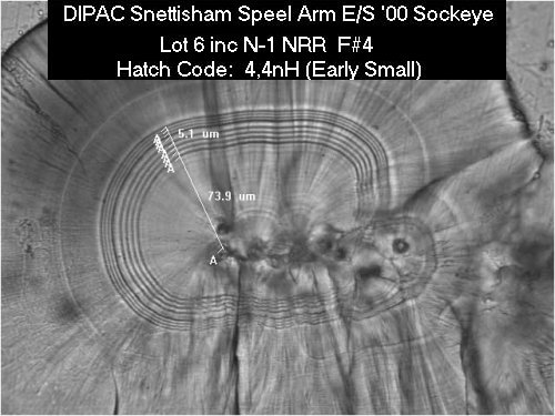 Thermal Marked Otolith