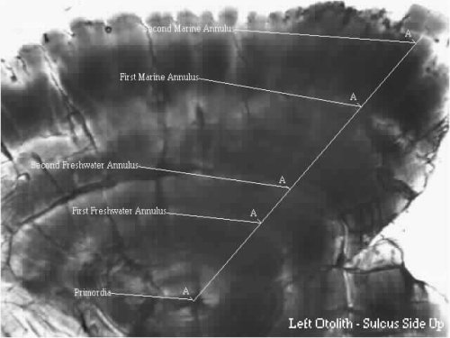 Aging Otolith