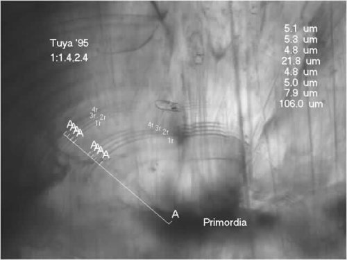 Measuring Otoliths