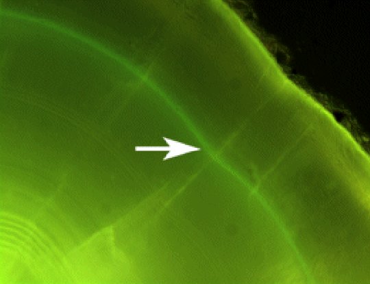 Calcein Mark