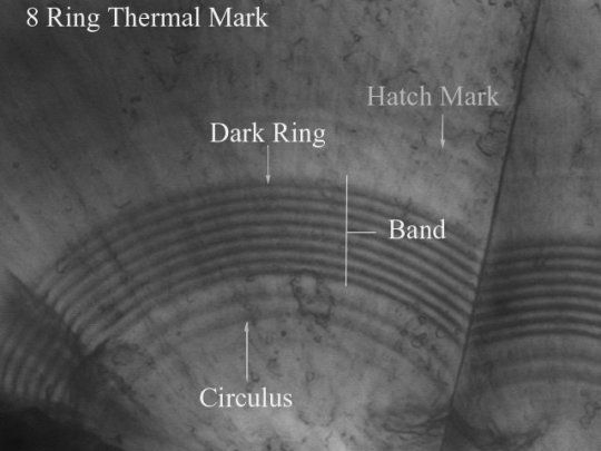 Bands, Circuli, Hatch Marks, and Rings