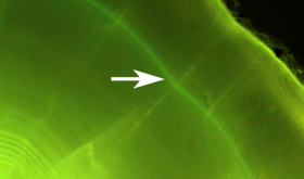 Calcein mark