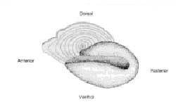 Ear bone