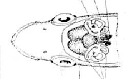 Otolith in fish head