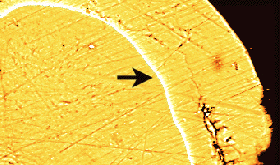 Strontium mark